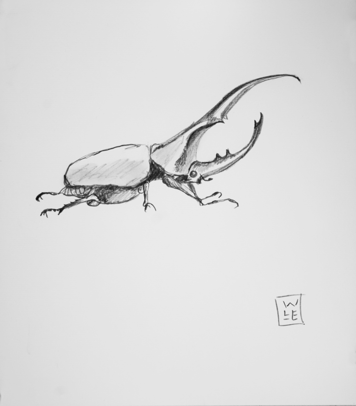 725x826 hercules beetle graphite drawing will lineberger eskridge - Beetle Drawing