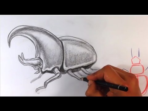 480x360 How To Draw A Beetle - Beetle Drawing