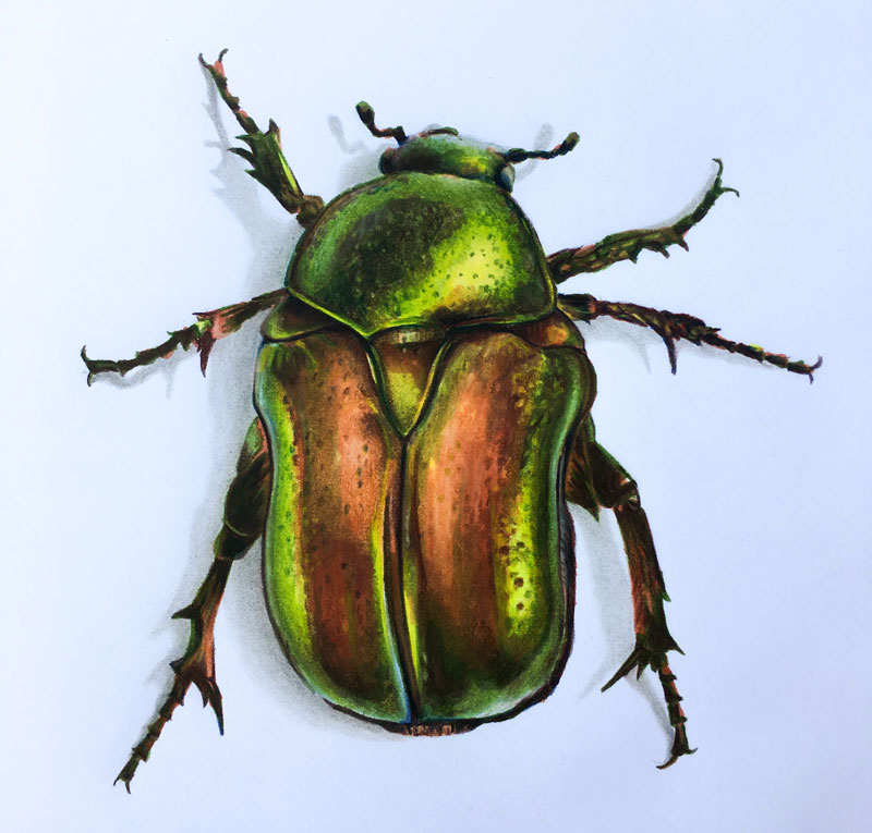 800x765 How To Draw A Beetle - Beetle Drawing