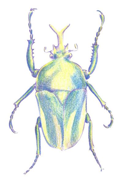 401x600 How To Draw A Beetle - Beetle Drawing