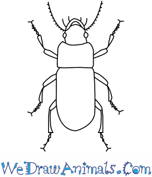 300x350 How To Draw A Ground Beetle - Beetle Drawing