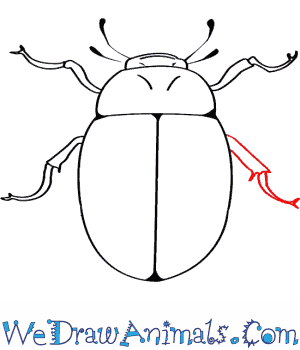 300x350 How To Draw A Water Beetle - Beetle Drawing