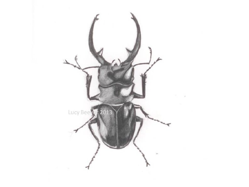 794x596 Stag Beetle Pencil Drawing Etsy - Beetle Drawing