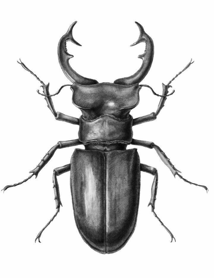 720x935 stag beetle lines, beautiful lines in beetle drawing - Beetle Drawing