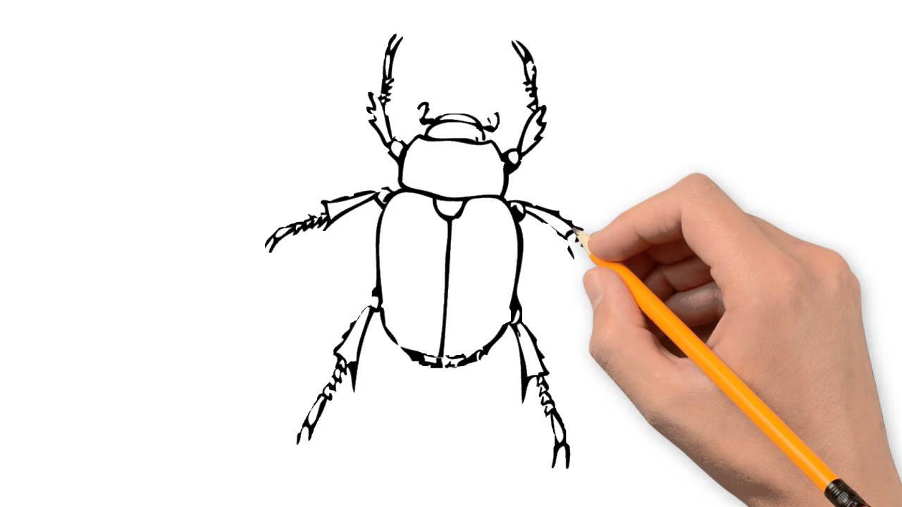 1280x720 Beetle Animals Pencil To Draw Step - Beetle Drawing