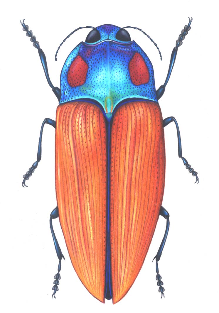 746x1067 Drawing Tips The Befuddled Loris - Beetle Drawing