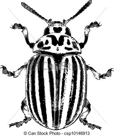 393x470 line drawings of beetles - Beetle Drawing