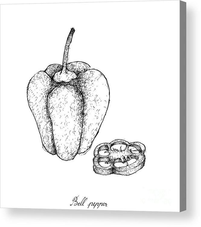 666x750 hand drawn of fresh colored bell peppers acrylic print - Bell Pepper Drawing