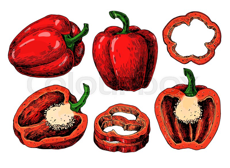 800x583 Pepper Hand Drawn Vector Set Stock Vector Colourbox - Bell Pepper Drawing