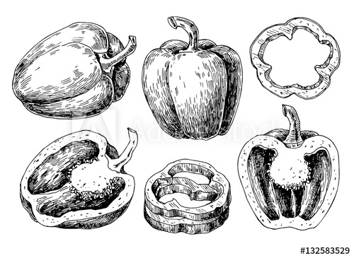 500x365 pepper hand drawn vector set vegetable engraved style object - Bell Pepper Drawing