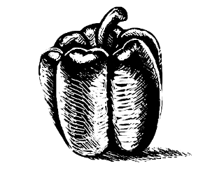 300x250 Bell Pepper Drawing - Bell Pepper Drawing