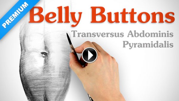 600x338 belly buttons and more proko - Belly Button Drawing