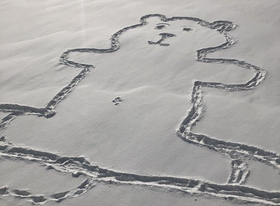 900x663 how on earth did this giant snow drawing of a bear get its belly - Belly Button Drawing