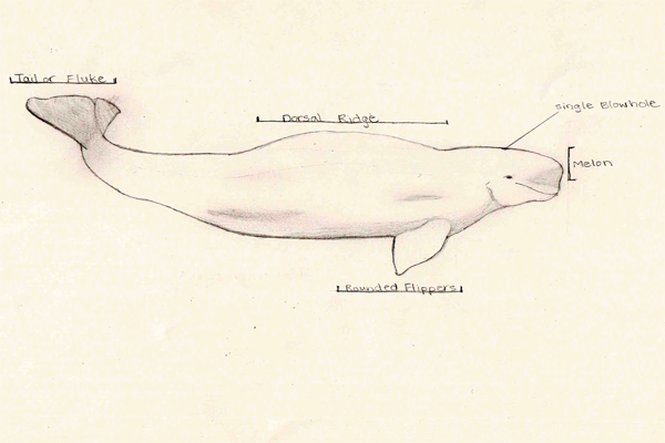 600x400 beluga whales alaska centers - Beluga Whale Drawing