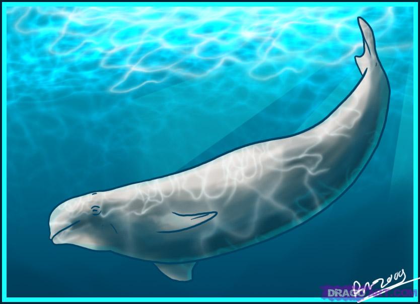 834x603 how to draw a beluga whale, step - Beluga Whale Drawing