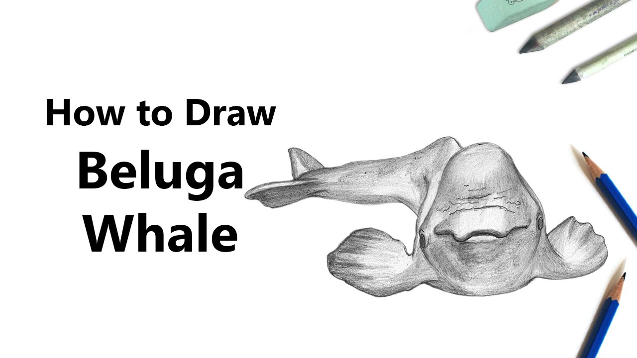 1280x720 how to draw a beluga whale with pencils - Beluga Whale Drawing
