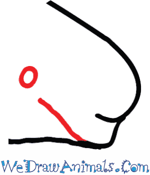 300x350 how to draw a beluga whale - Beluga Whale Drawing