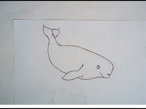480x360 how to draw beluga whale - Beluga Whale Drawing