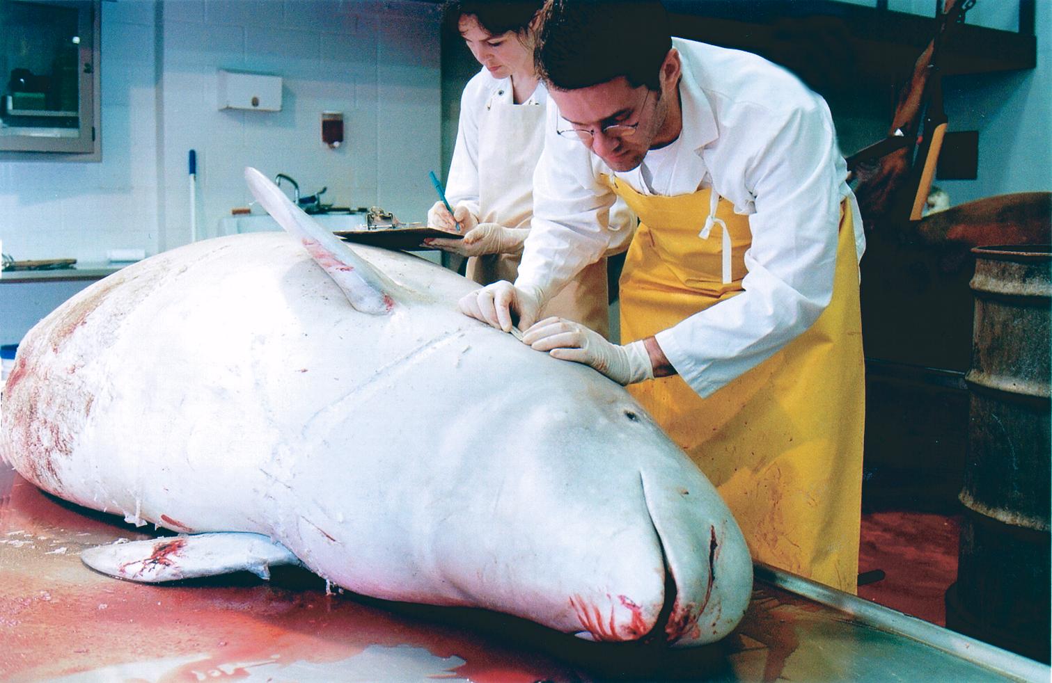 1511x982 is pollution causing cancer in beluga whales the scientist - Beluga Whale Drawing