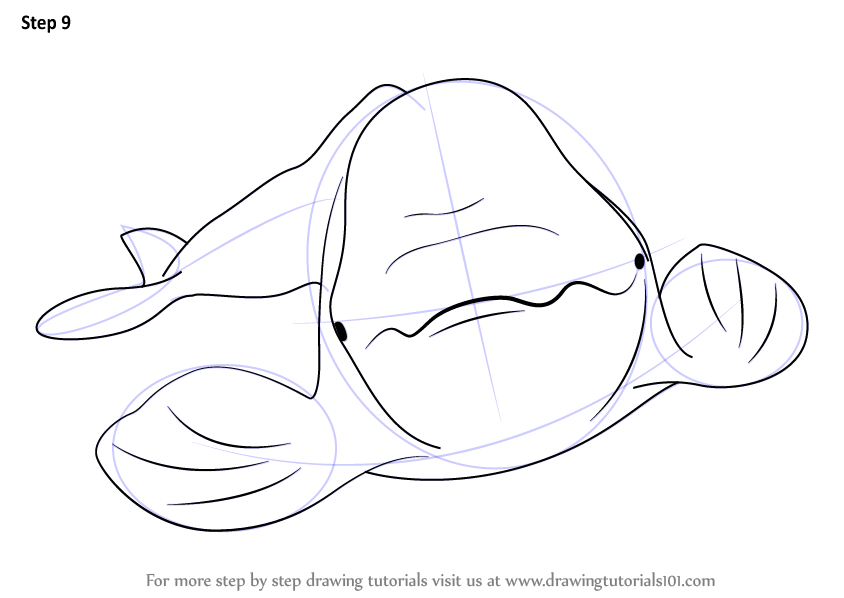 844x598 learn how to draw a beluga whale - Beluga Whale Drawing