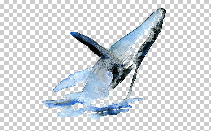 728x452 sperm whale watercolor painting beluga whale drawing, whale, whale - Beluga Whale Drawing