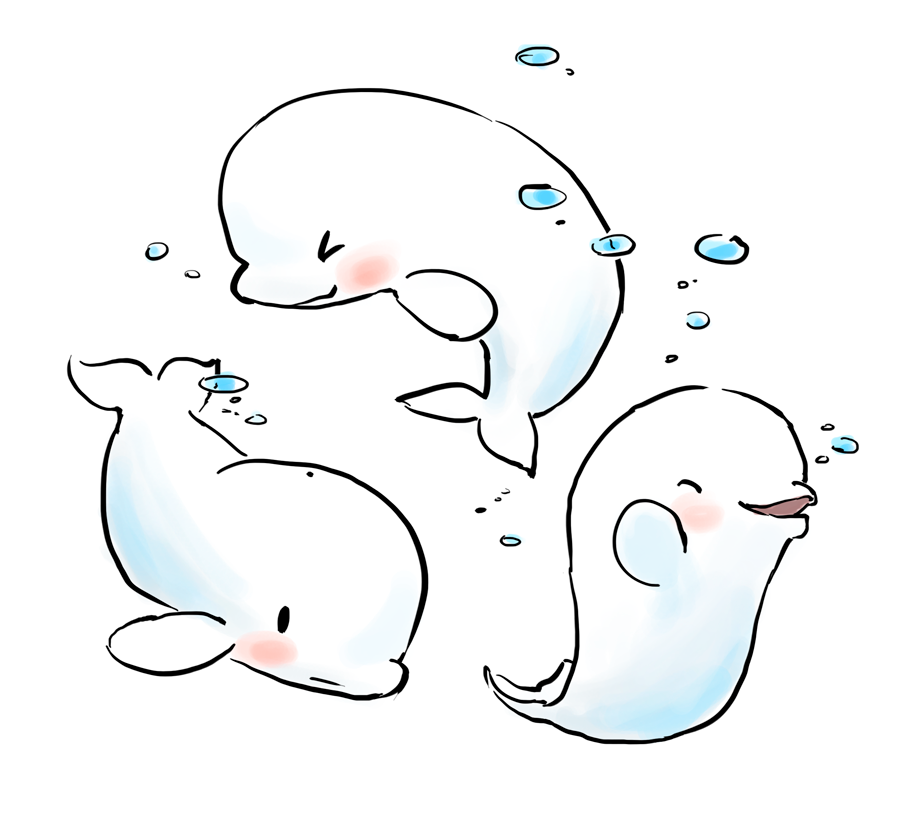 902x816 toucanpecan beluga whale - Beluga Whale Drawing