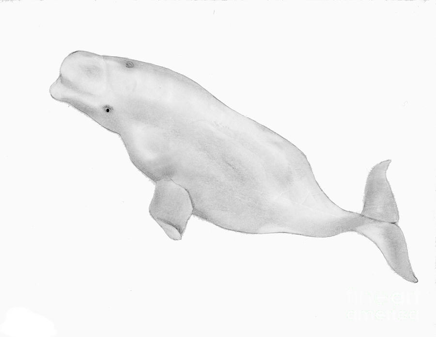 How To Draw Beluga Whale Easy - Drawing for Kids