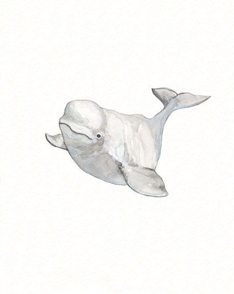 480x604 beluga whale grayarchival watercolor print - Beluga Whale Drawing
