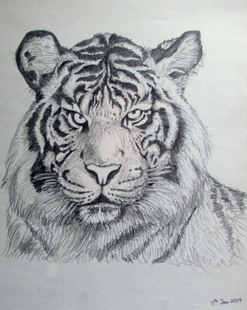 800x1003 bengal tiger - Bengal Tiger Drawing