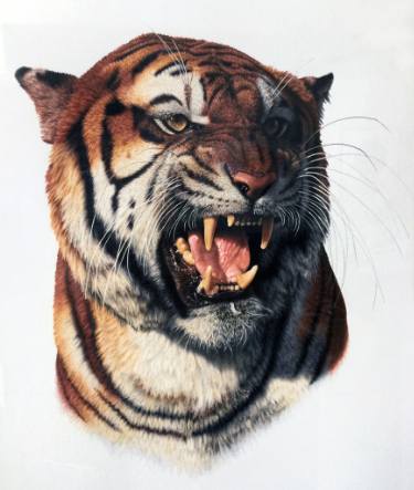 375x443 bengal tiger - Bengal Tiger Drawing