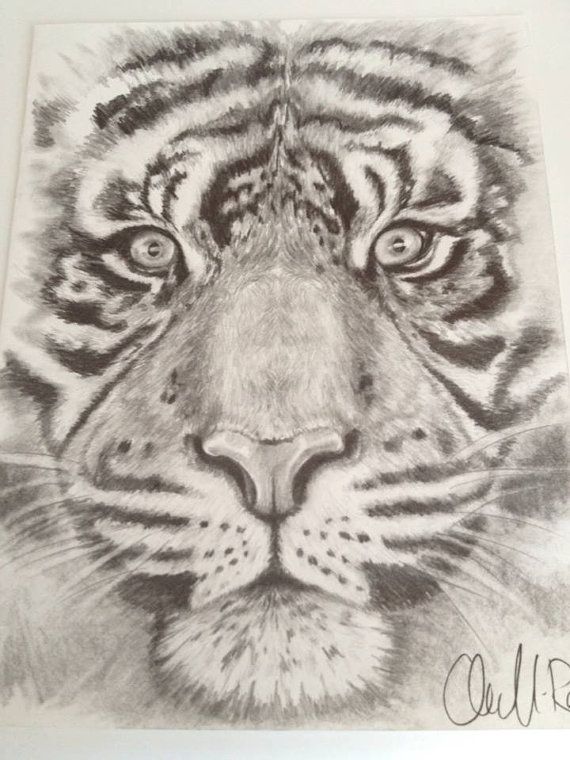570x760 bengal tiger tiger conservation world wildlife fundwwf eco - Bengal Tiger Drawing