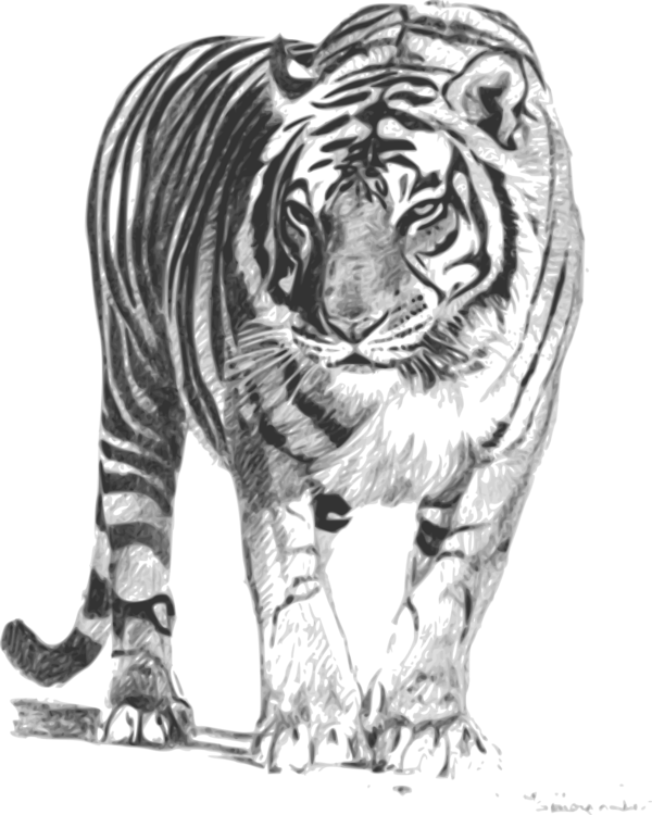 600x750 bengal cat bengal tiger drawing white tiger sumatran tiger cc0 - Bengal Tiger Drawing