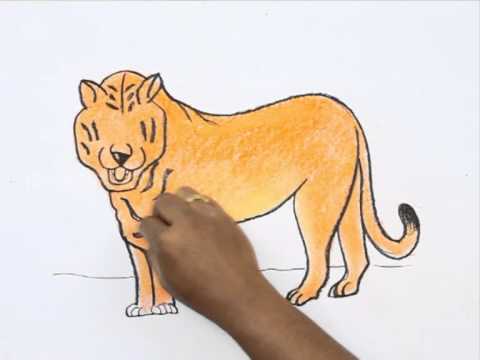 480x360 how to draw a bengal tiger - Bengal Tiger Drawing