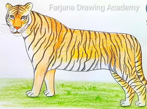 507x375 how to draw a bengal tiger step - Bengal Tiger Drawing