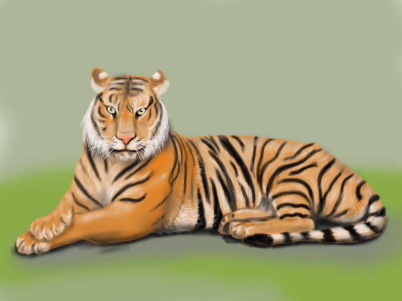 800x600 learn how to draw a bengal tiger - Bengal Tiger Drawing