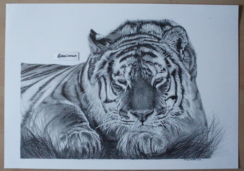 794x559 original a sleepy bengal tiger pencil drawing wildlife etsy - Bengal Tiger Drawing