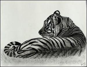 300x233 realistic pencil drawing print of bengal tiger size ebay - Bengal Tiger Drawing