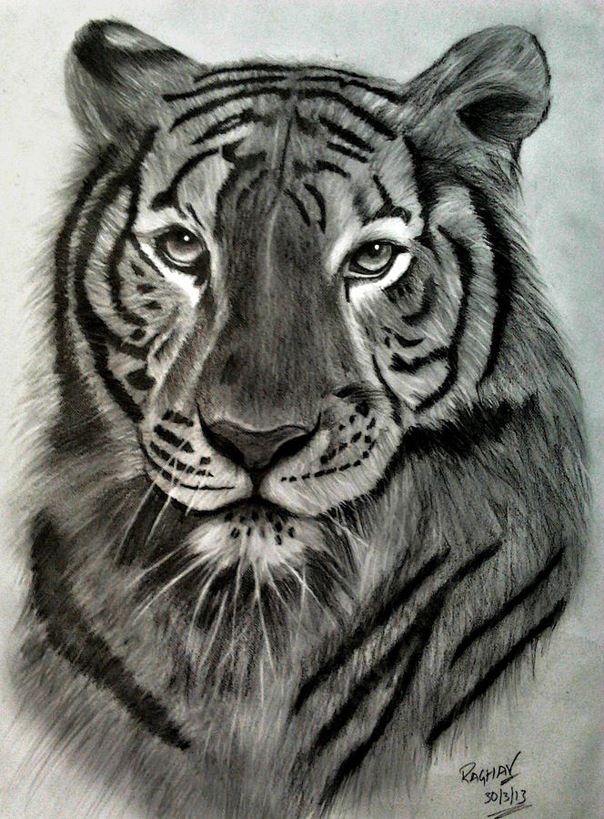 664x900 royal bengal tiger's pride drawing - Bengal Tiger Drawing