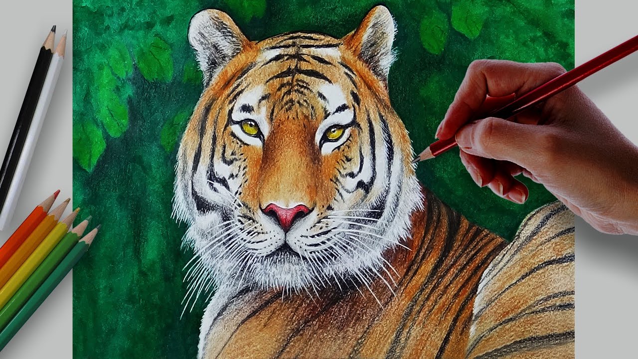 Bengal Tiger Drawing at PaintingValley.com | Explore collection of ...