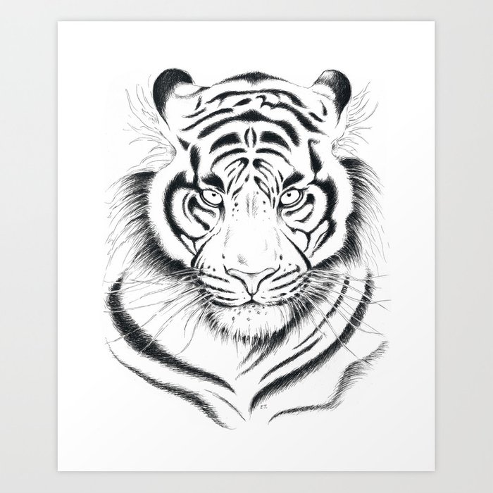 a drawing of a bengal tiger