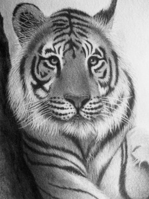 Bengal Tiger Drawing at PaintingValley.com | Explore collection of ...
