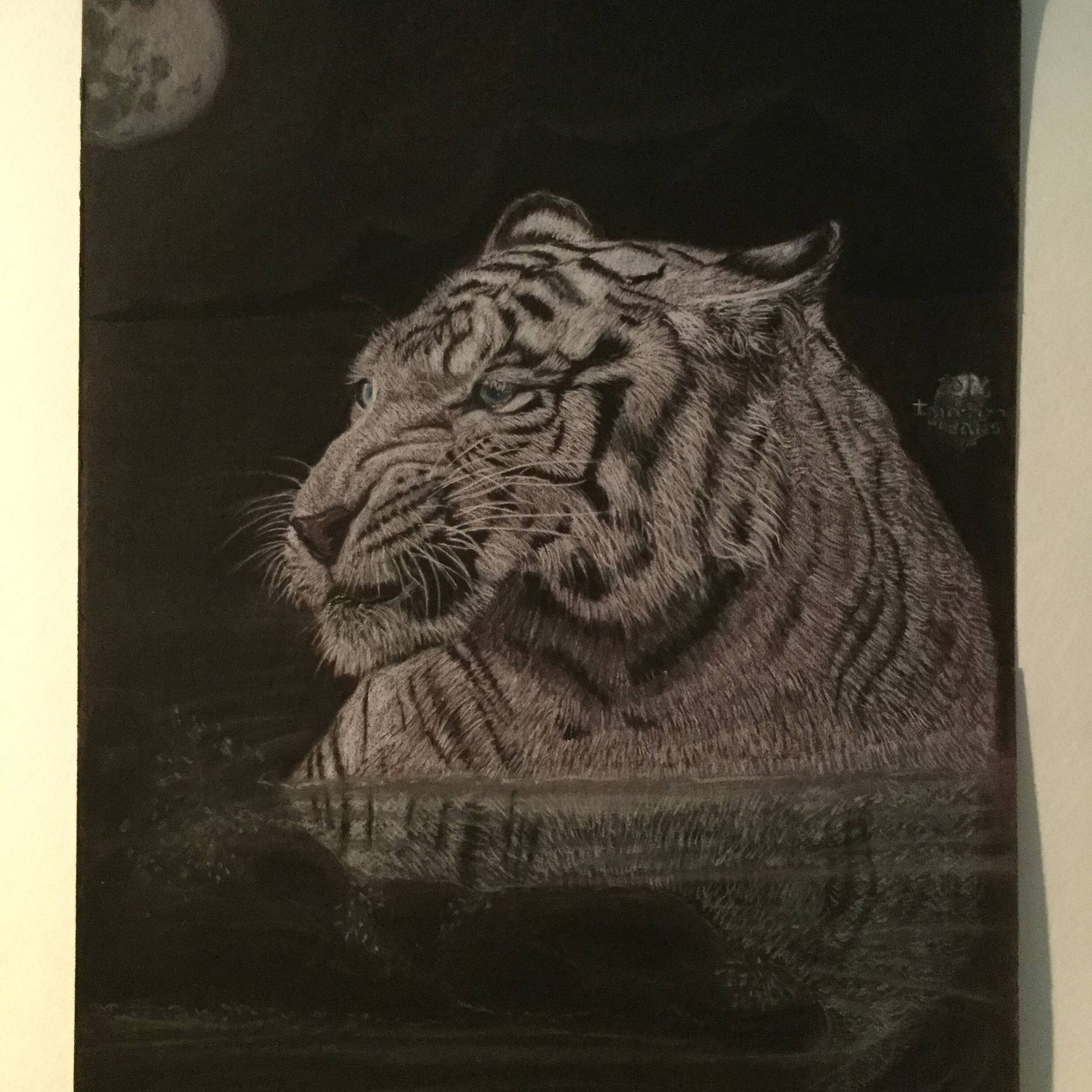 1920x1920 white bengal tiger drawing - Bengal Tiger Drawing