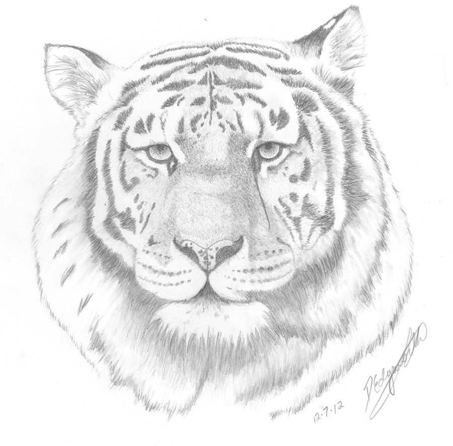 900x885 bengal tiger face drawing - Bengal Tiger Drawing