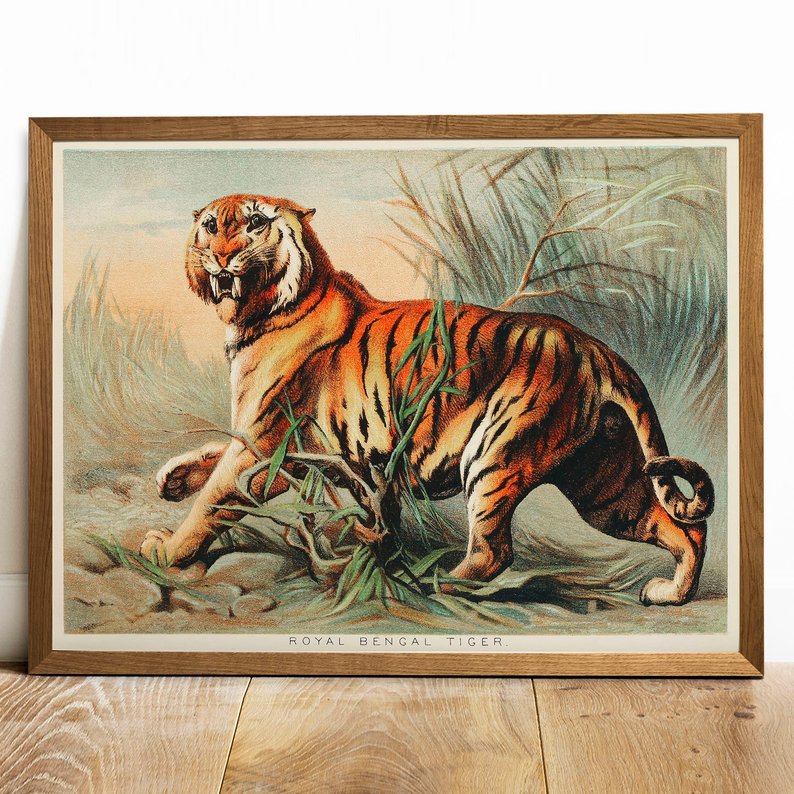794x794 bengal tiger print antique bird painting vintage drawing etsy - Bengal Tiger Drawing