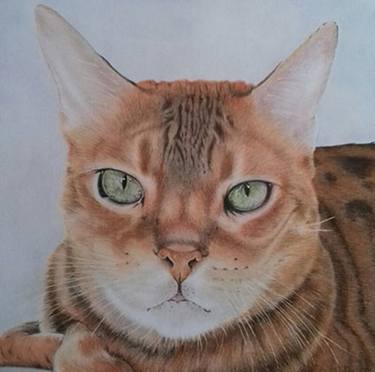375x372 bengali cat drawing - Bengali Drawing