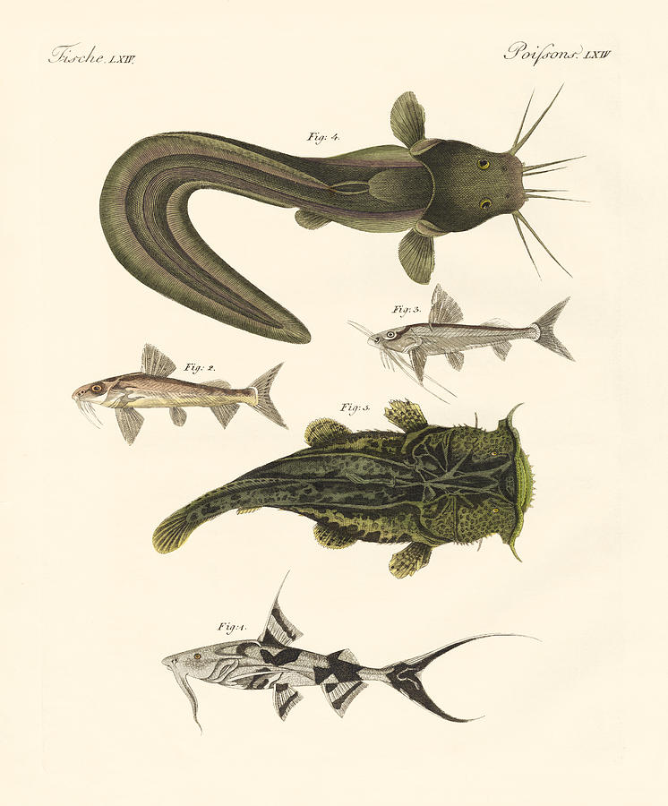 746x900 fish from bengali drawing - Bengali Drawing