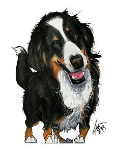228x300 Bernese Mountain Dog Drawings Fine Art America - Bernese Mountain Dog Drawing