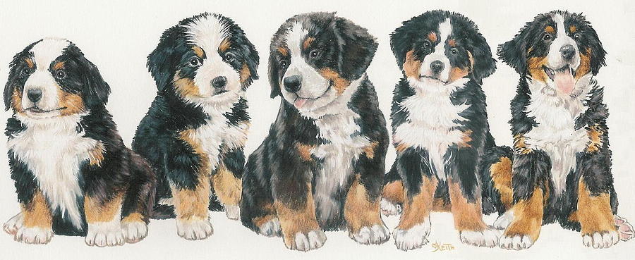900x369 Bernese Mountain Dog Puppies Mixed Media - Bernese Mountain Dog Drawing