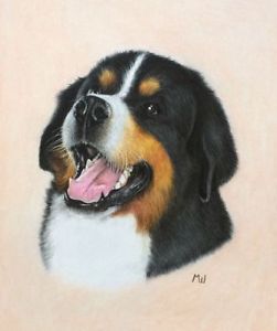 251x300 Bernese Mountain Dog Puppy Original Artwork - Bernese Mountain Dog Drawing