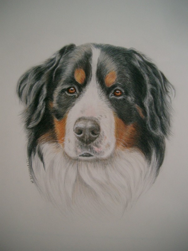 600x800 Bernese Mountain Dog Drawing - Bernese Mountain Dog Drawing